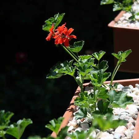 Highland Apartament *